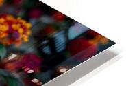 Lantana HD Metal print