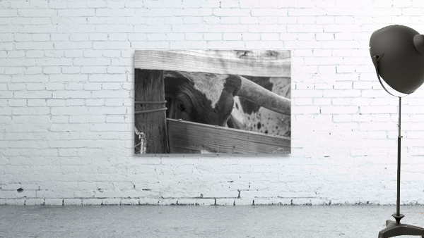 Bashful Bull Wall Preview