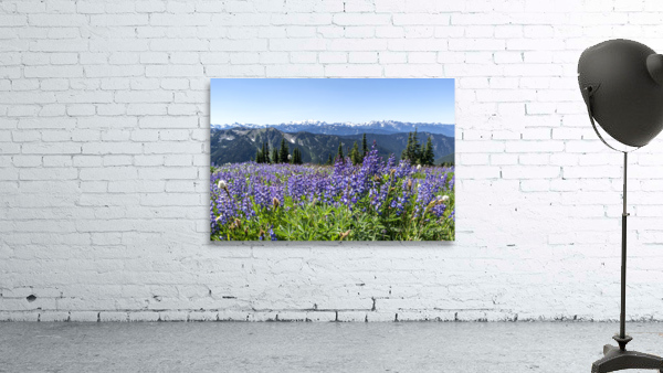 Olympic Lupine Wall Preview