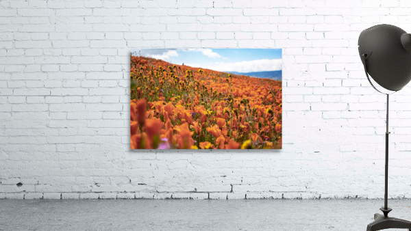 Orange Fields Forever Wall Preview