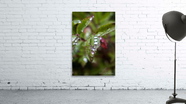 Washed Clean Wall Preview