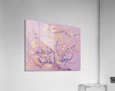 QAC 003 – Amandelbloesem by Vincent van Gogh Co Acrylic Print