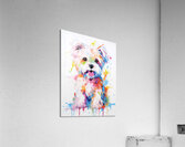 QAN 1058 – Painted Maltese Bold Colorful Happy Acrylic Print