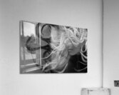 QGF 002 – Octopus Leg and Goldie Locks Acrylic Print