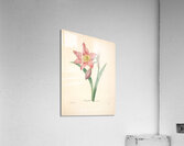 QVT 1088 – Vintage Floral Illustration French.j Acrylic Print