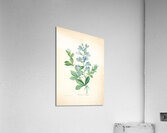 QVT 1085 – Vintage Floral Illustration French.j Acrylic Print