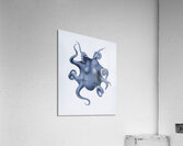 QVT 1030 – Vintage Octopus Illustration Acrylic Print