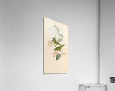 QVT 1093 – Vintage Illustrations from Birds of Acrylic Print