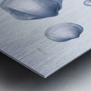 QVT 1035 – Vintage Nautical Sea Creatures and S Metal print