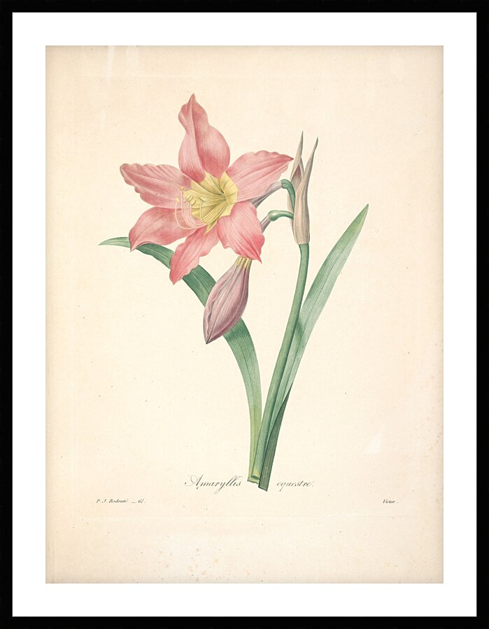 QVT 1088 – Vintage Floral Illustration French.j Picture Frame print