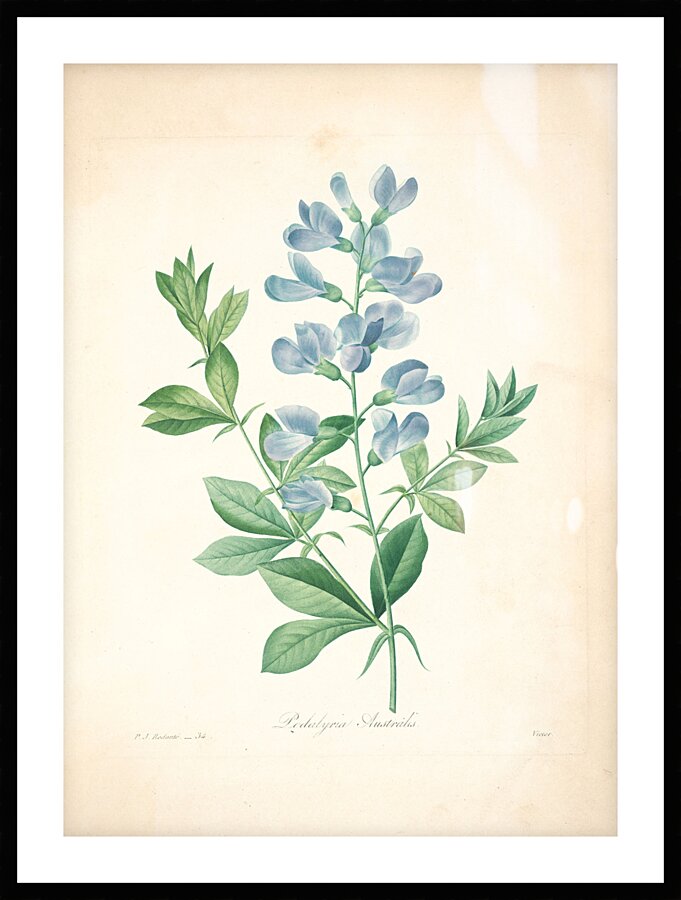 QVT 1085 – Vintage Floral Illustration French.j Picture Frame print