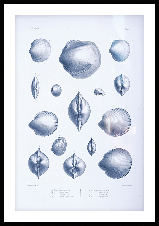 QVT 1035 – Vintage Nautical Sea Creatures and S Picture Frame print