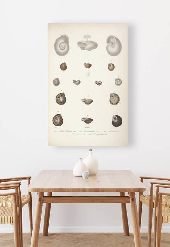 QVT 1110 – Vintage Seashells by Masterwork Reimagined