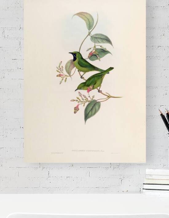 QVT 1094 – Vintage Illustrations from Birds of by Masterwork Reimagined