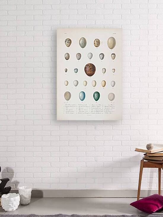 QVT 1109 – Vintage Ornithological by Masterwork Reimagined