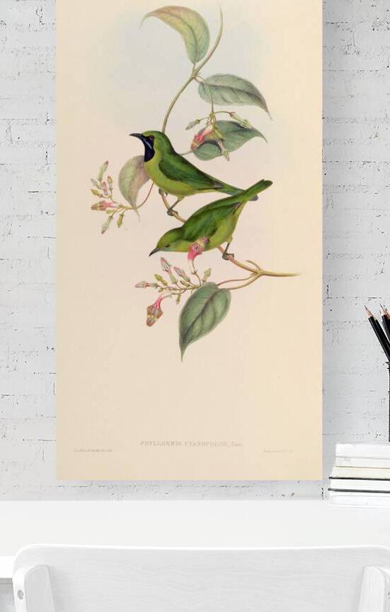 QVT 1093 – Vintage Illustrations from Birds of by Masterwork Reimagined