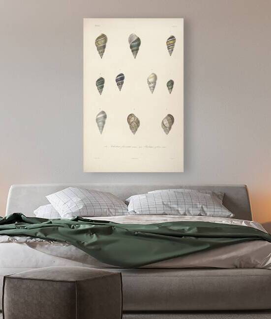 QVT 1111 – Vintage Seashells by Masterwork Reimagined
