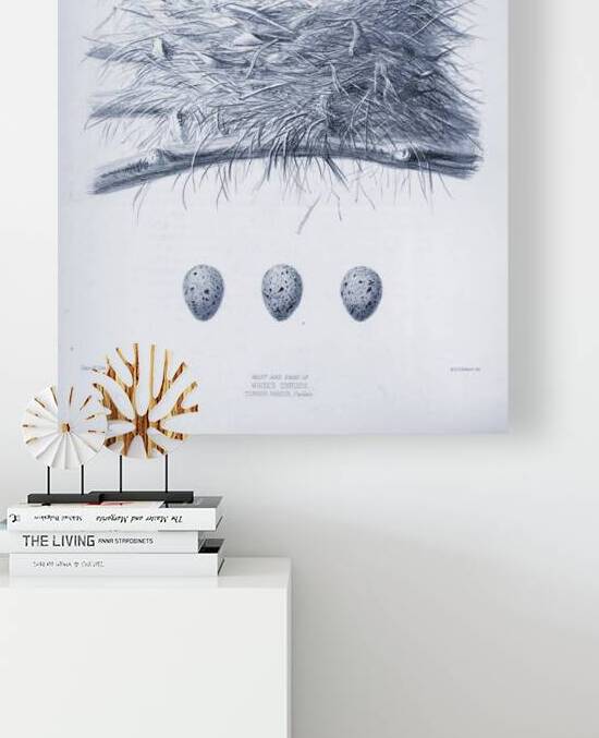 QVT 1102 – Vintage Ornithological by Masterwork Reimagined