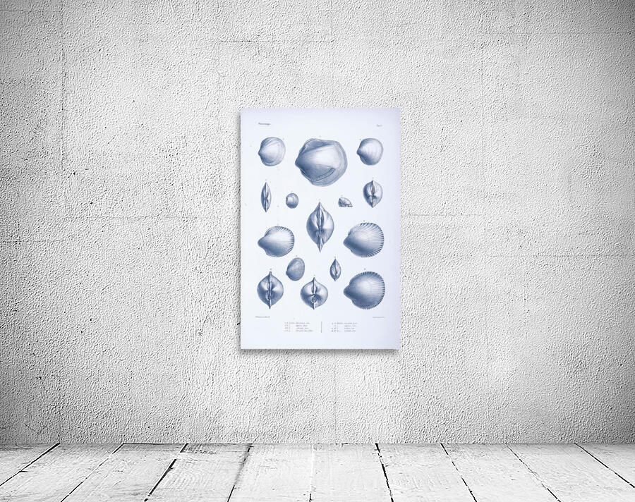 QVT 1035 – Vintage Nautical Sea Creatures and S Wall Preview