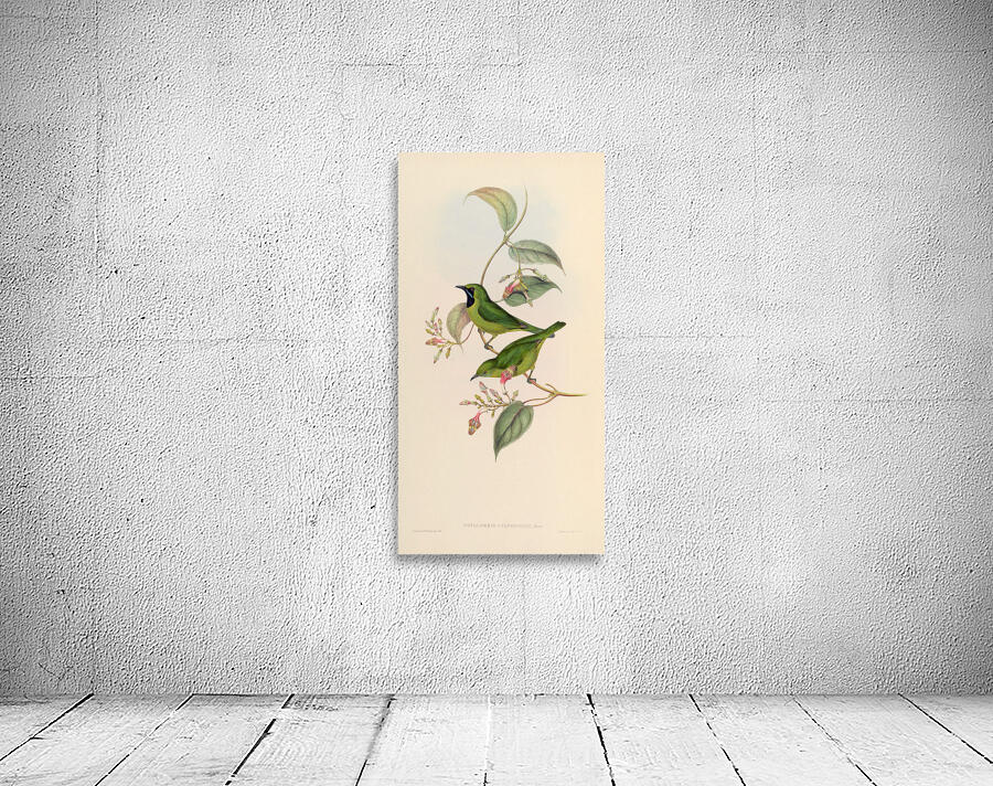 QVT 1093 – Vintage Illustrations from Birds of Wall Preview