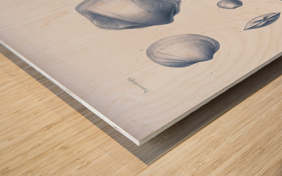 QVT 1035 – Vintage Nautical Sea Creatures and S Wood print