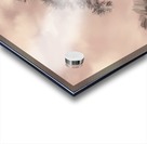 Twisted Pine Acrylic print