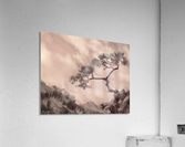 Twisted Pine Acrylic Print