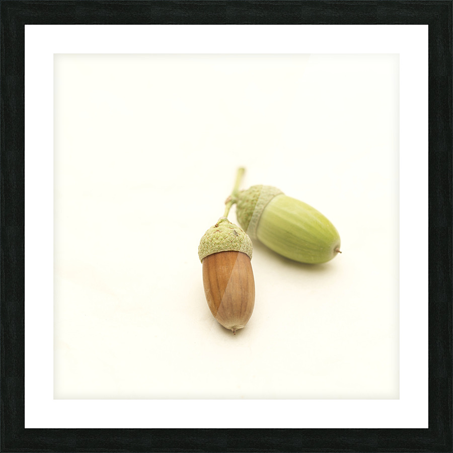 Oak acorn Picture Frame print