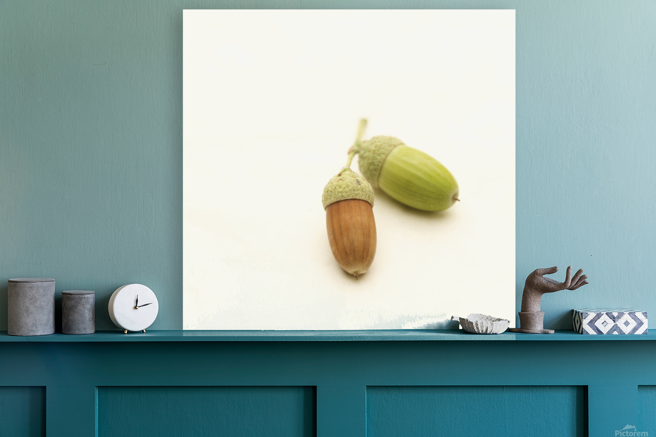 Oak acorn Reproduction