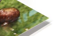 Chesnut 5  HD Metal print