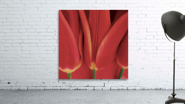 Red tulips Wall Preview