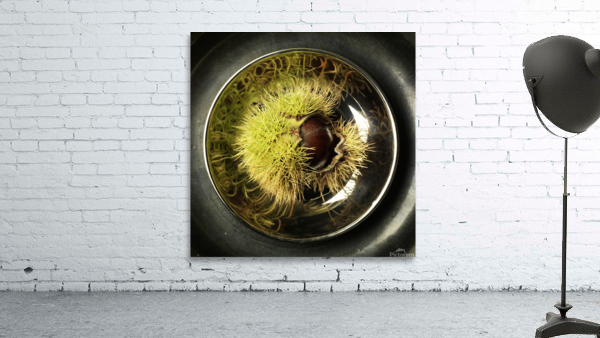 chesnut 1 Wall Preview
