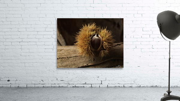 Chesnut 4 Wall Preview