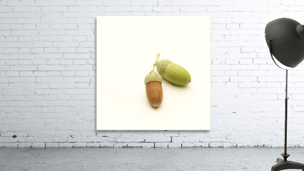 Oak acorn Wall Preview