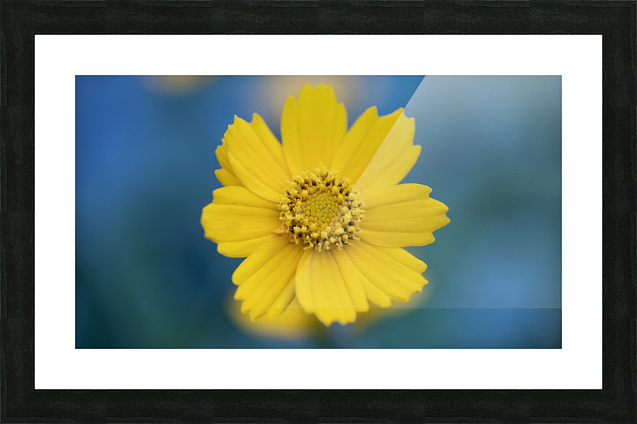 Yellow Flower Picture Frame print
