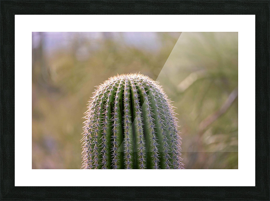 Saguaro Cactus Closeup Picture Frame print