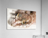 Close Up Ghecko Acrylic Print