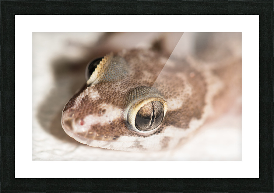 Close Up Ghecko Picture Frame print