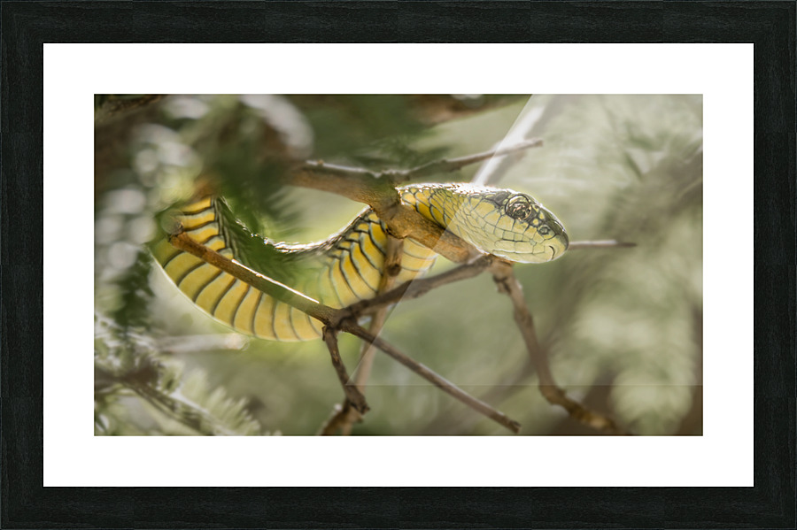 Deadly venomous Tree Snake Picture Frame print