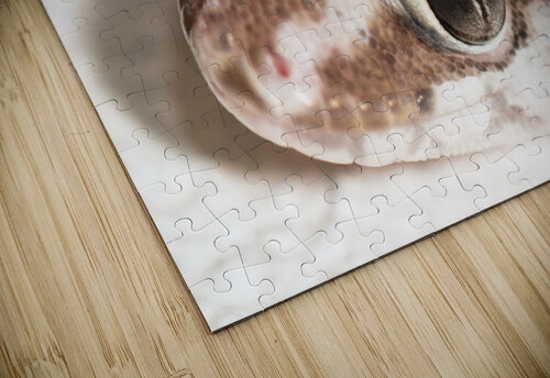 Close Up Ghecko Danie Spreeth Photography puzzle
