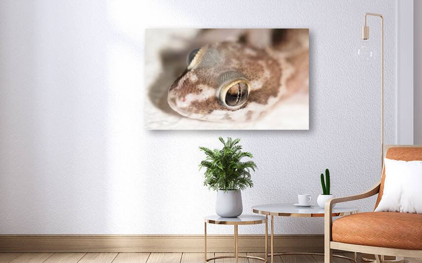 Close Up Ghecko by Danie Spreeth Photography