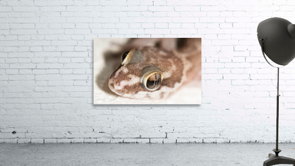 Close Up Ghecko Wall Preview