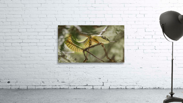 Deadly venomous Tree Snake Wall Preview