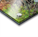 Lake Tahoe Gnarled  Root Tangle Acrylic print