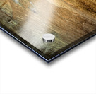 Yellowstone  Hot Springs Pool Tree Left Behind Acrylic print