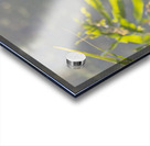 Tri Colored Heron with Backlighting Acrylic print