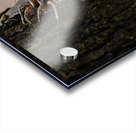 Annual Cicada Molting Acrylic print