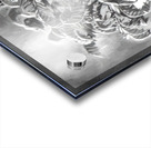 Resurrection Tree Fern Acrylic print