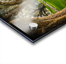 South Carolina Beaufort Live Oak Allee Acrylic print