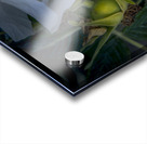 French Normandy Coastline Rose Hips Acrylic print